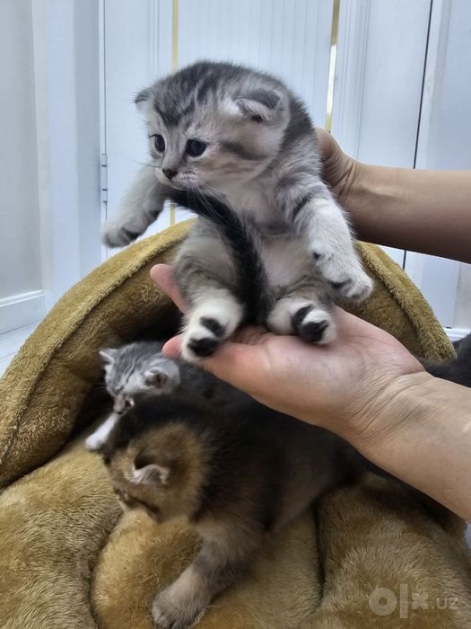 Котенок чистокровный британской шиншилы  мальчик