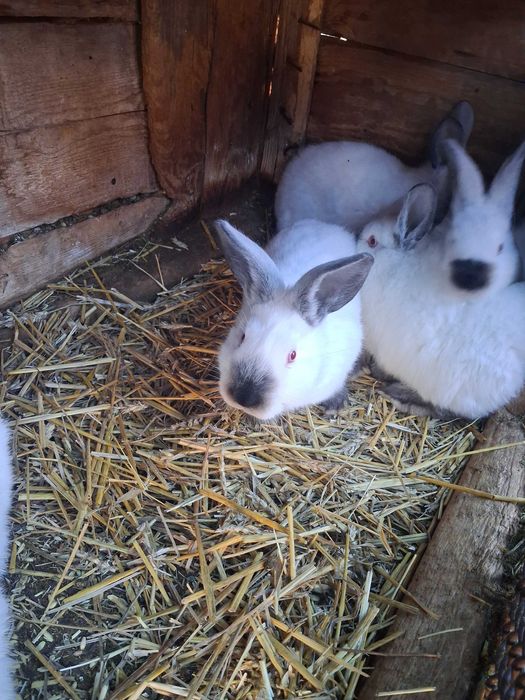 Californian pui si maturi