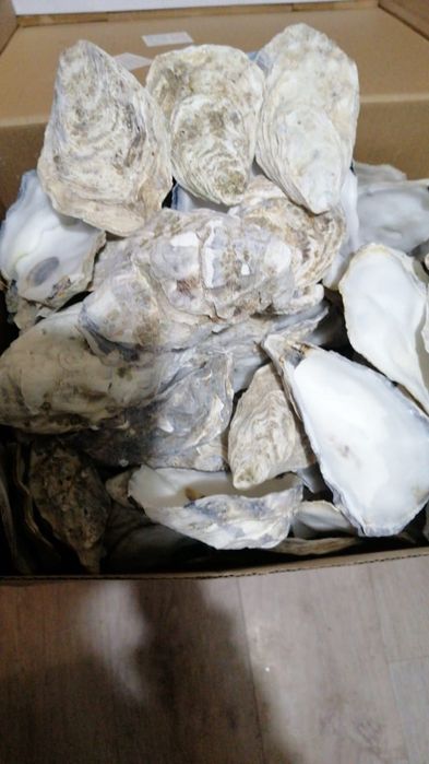 Продам ракушки в аквариум