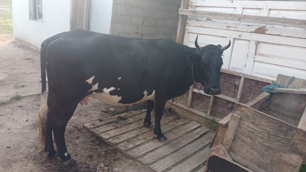 Продам корову  большая