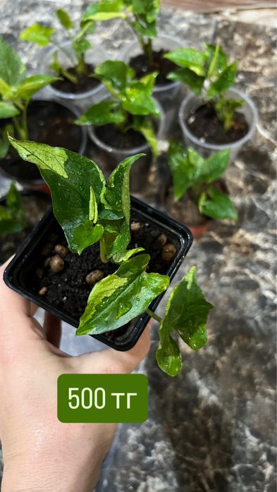 Сингониум зеленая стрела