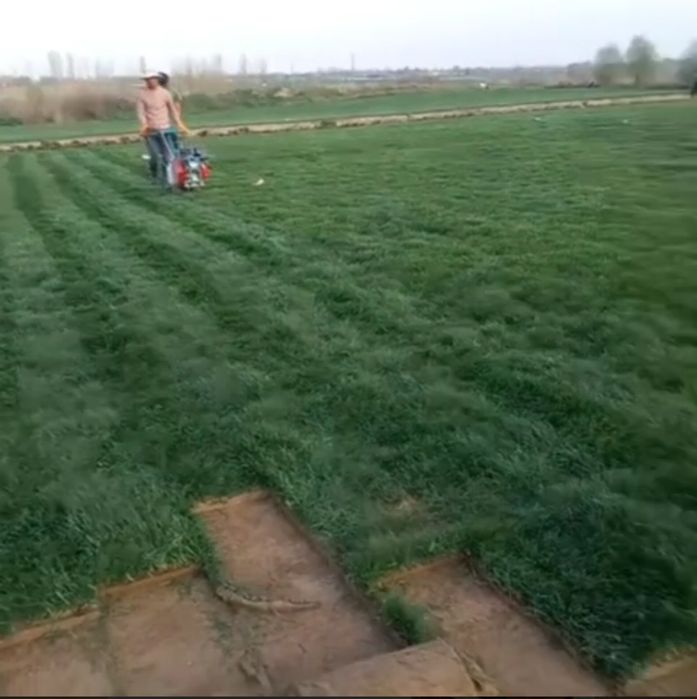 газон экиш полив система