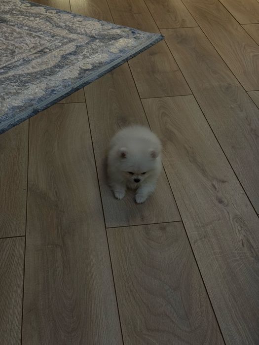 Продам щенка шпица.