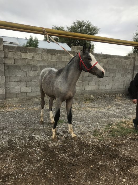 тай сатылады 3 бас