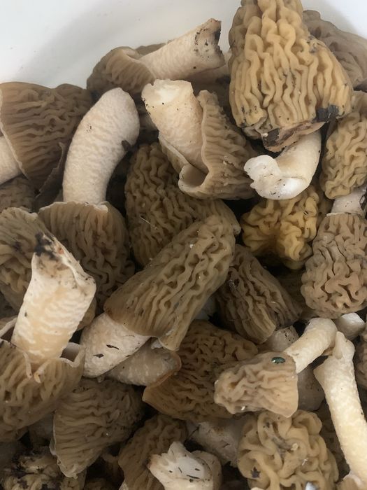 Продам грибы свежие сморчки