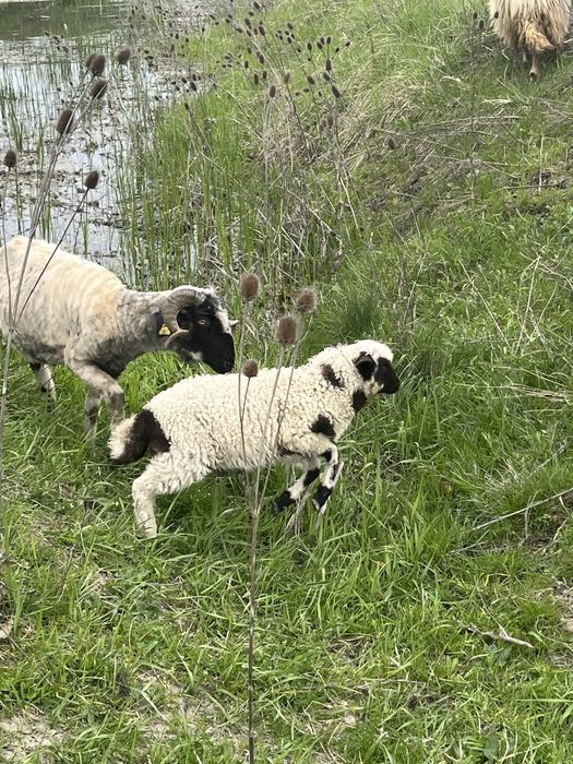 Vand noatini si berbeci
