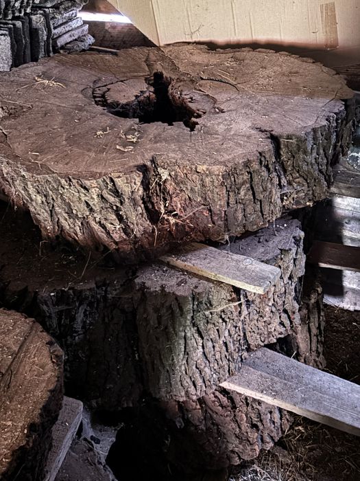 Rondele lemn nuc de peste 300 ani