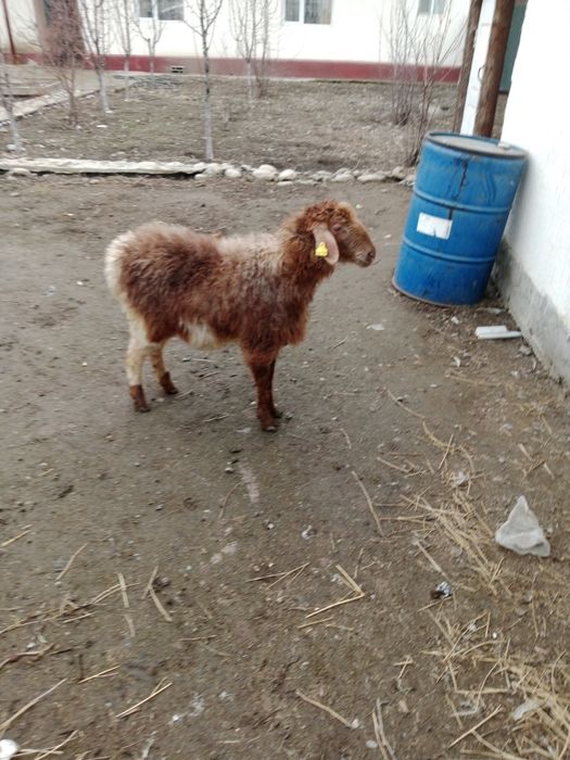 Бордақы ұрғашы тоқты