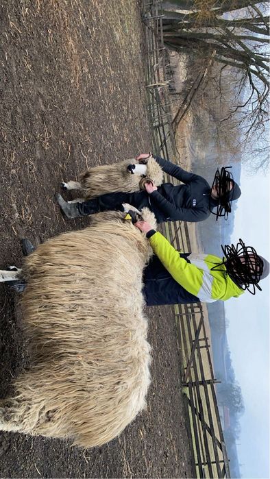 Berbecuți oacheși și un brez