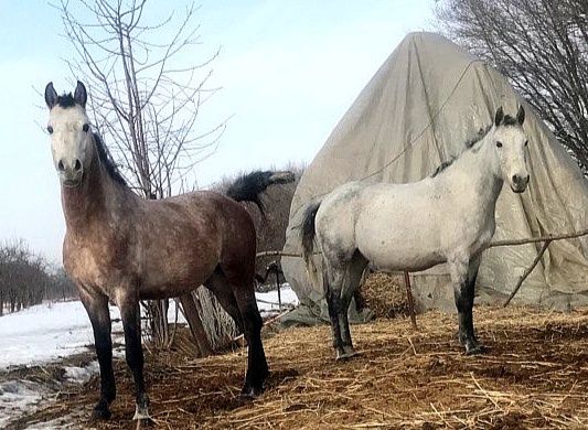 Продам Арабского жеребца потомка знаменитых жеребцов