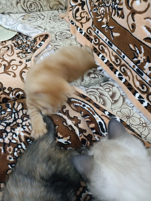 Котята в добрые руки