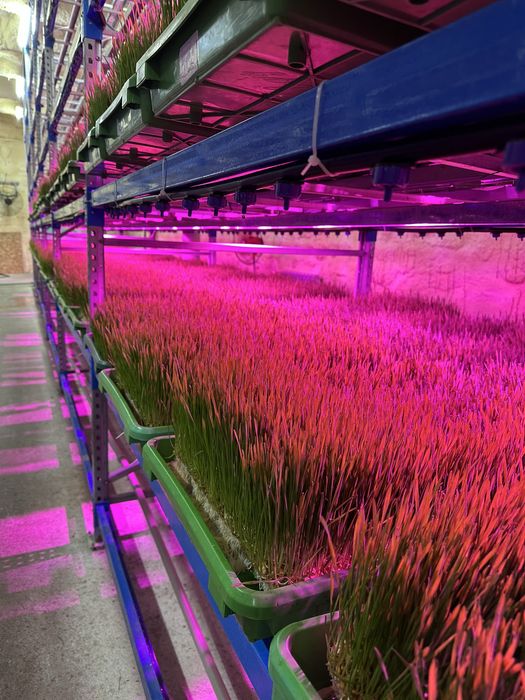 Готовый бизнес!!! Гидропоника