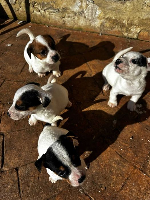 Catelusi jack rusell