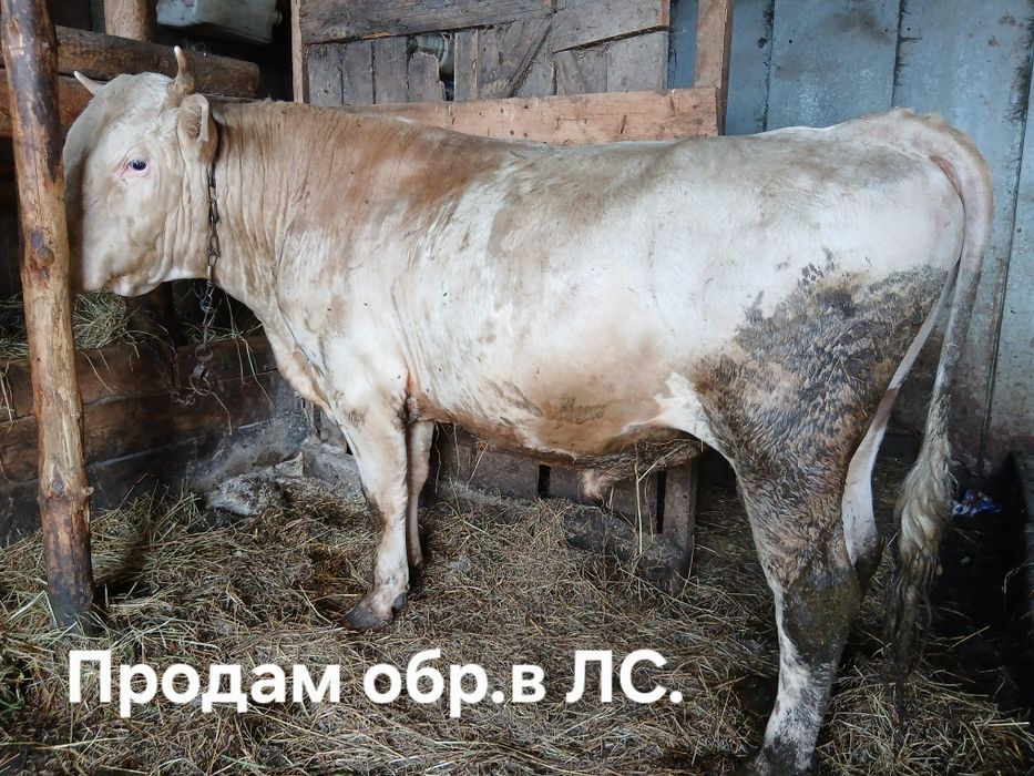 Продам быка 2 года