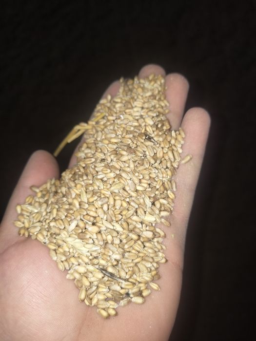 Продам : Пшеницу , овёс, ячмень, сечку пшеницы