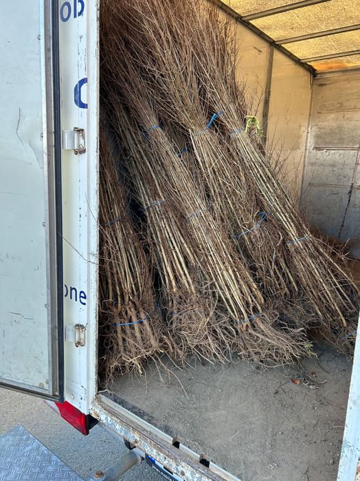 Нар сорт Ундърфул