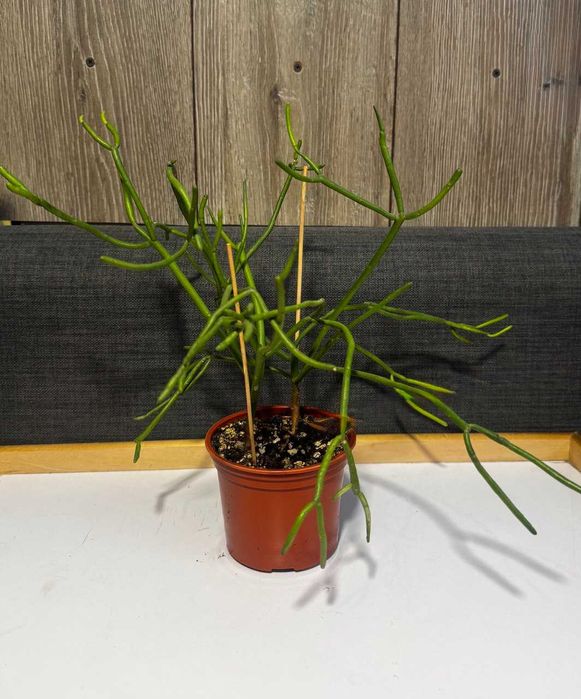 Эуфорбия тирукалли (Молочай тирукалли)