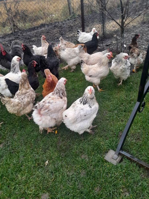 Vînd puici si gaini de anul trecut tot ce se vede este de casa