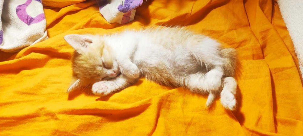 Подарявам две котета може по отделно Пловдив