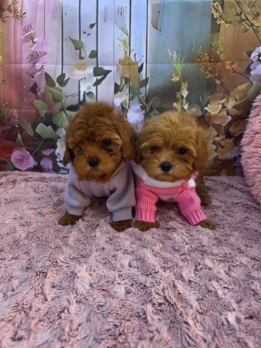 Всички ваксини!Малтипу момичета/майка малтипу баща тийкъп пудел