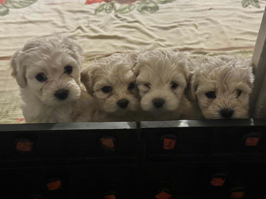 Продам щенков Мальтипу F1