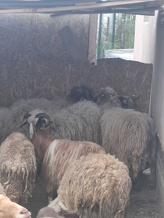 Vand oi fatate si carlani