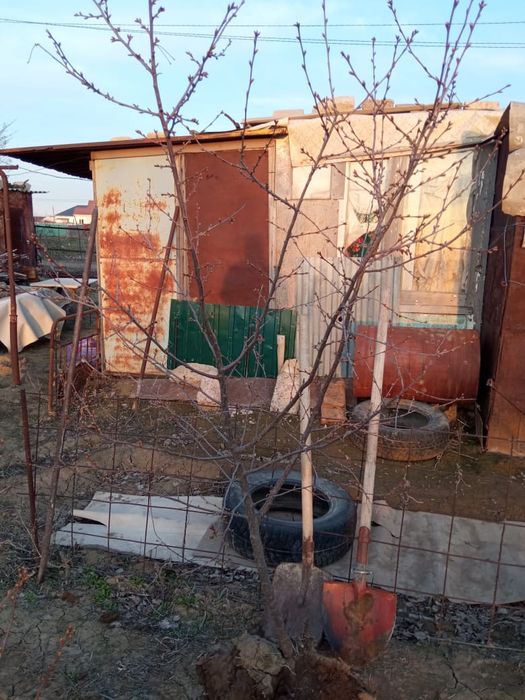 Саженцы вишни ранняя, абрикос, смородина хорошая пальчиковая, местная