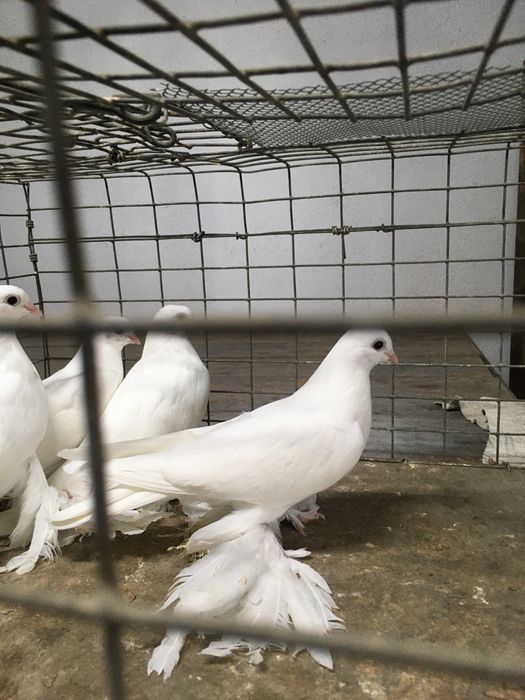 Продам белых лысых погонять