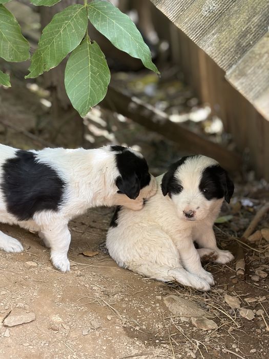 DONAȚIE Pui de câine