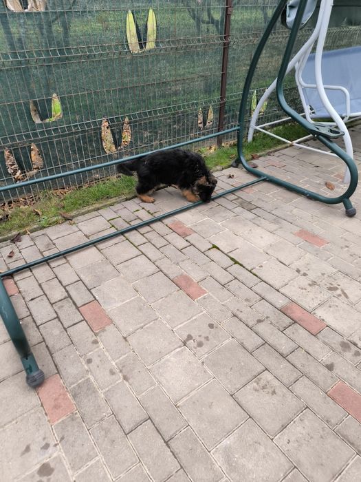 Pui de ciobanesc german cu pedigre.