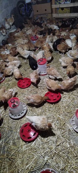 Puicuțe rasă mixtă mai multe detalii în privat!