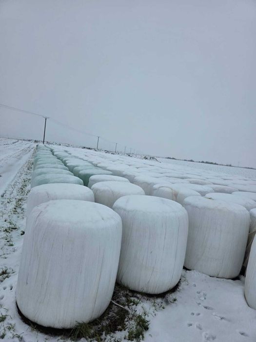 Vând baloți de siloz porumb