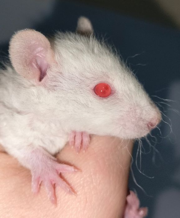 Декоративные ручные крысы