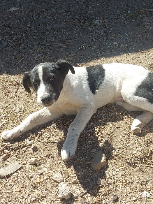 Подарявам кученца