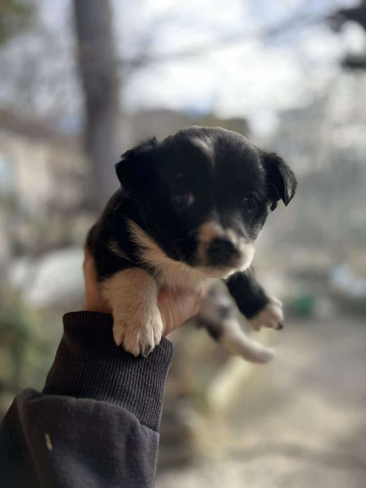 Подарявам кученце