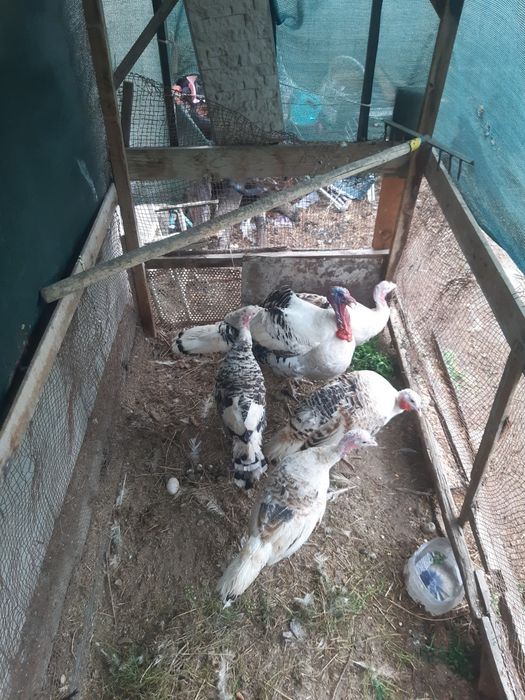 Zotli kurkalar sotiladi 5ta