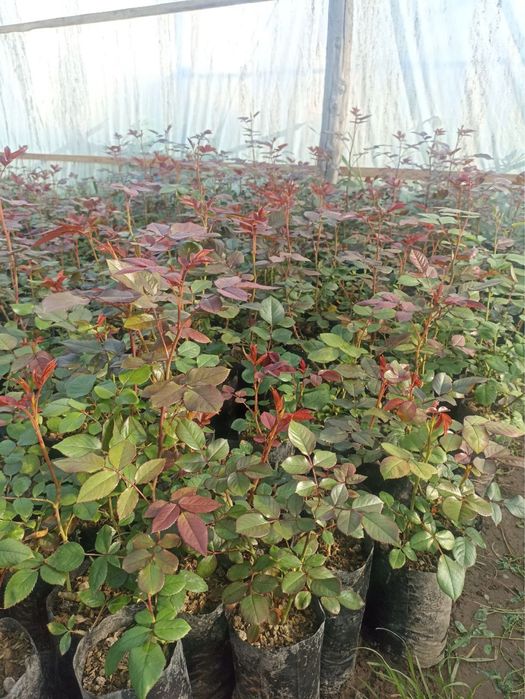 Роза сатылады багасы 590 тг срочно