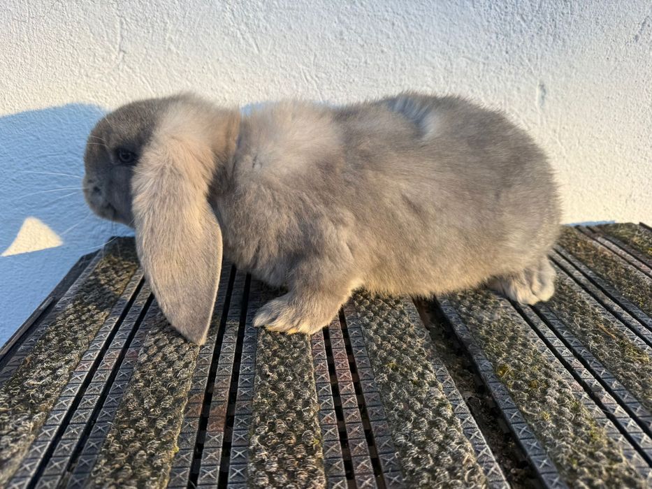 Berbec german, 6 săptămâni