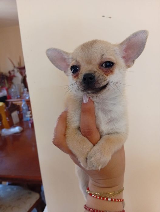 Chihuahua baietel