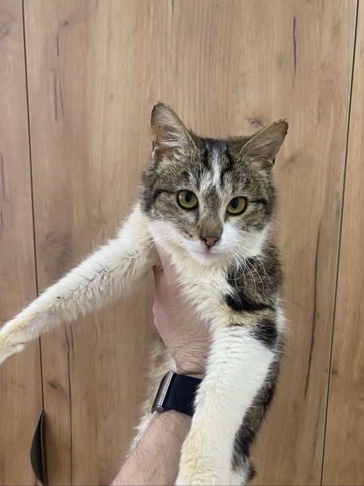 Котенок ищет дом, 5 месяцев