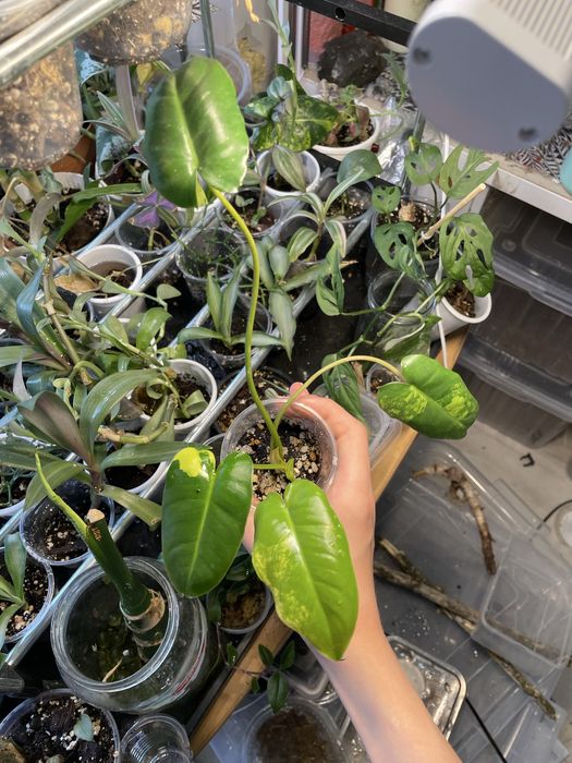 Комнатные растения