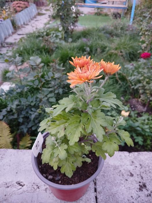 Цветы, разные сорта