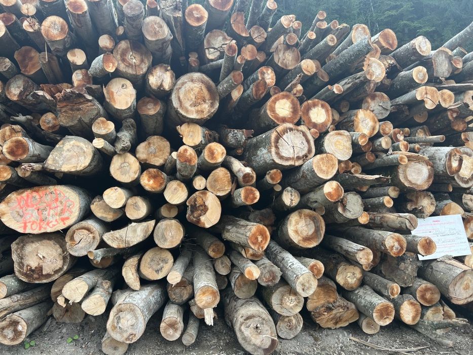 Lemn de FOC esenta tare Fag