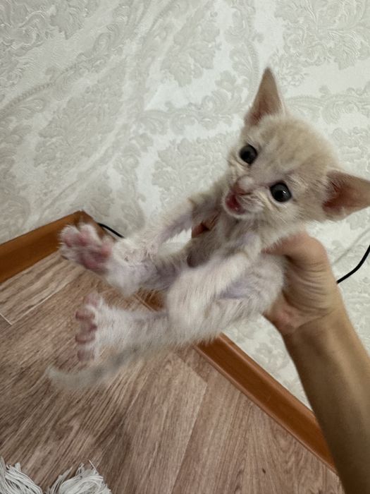 Котенок домашний