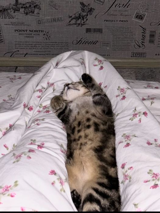 кошечка в хорошие руки