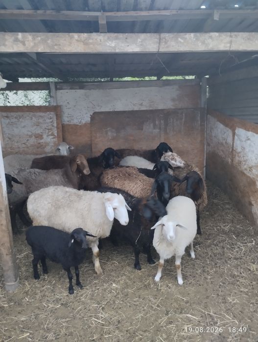 Продам баранов 9 больших маток