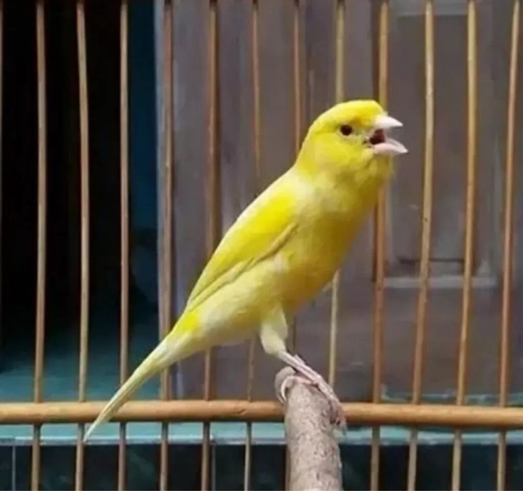 Продается поющие канарейки