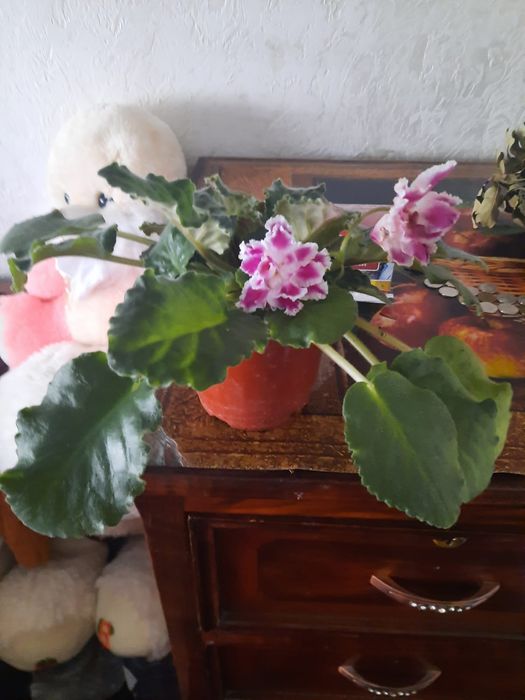 Продаю комнатные цветы