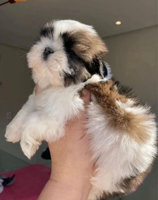 Shih Tzu mascul disponibil