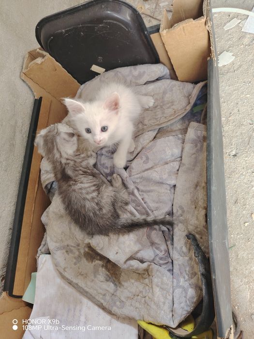 Отдам в хорошее руки кошка